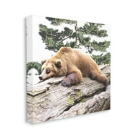 Ступела за спиење кафеава мечка животински свет животни и инсекти галерија за сликање завиткано платно печатење
